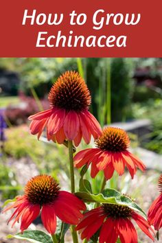 red flowers with the words how to grow echinacea in front of them