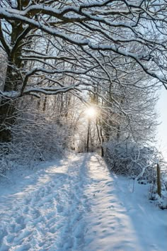 the sun shines brightly through the trees on a snowy path