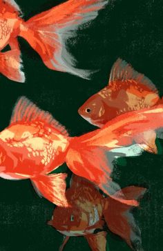 three goldfish swimming in the water with their tails curled up and facing different directions