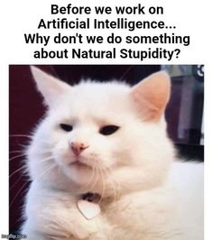 a white cat sitting on top of a desk next to a computer monitor and caption that reads, before we work on artificial science why don't do something about natural