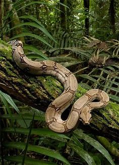 a snake that is sitting on a branch in the woods with green plants behind it