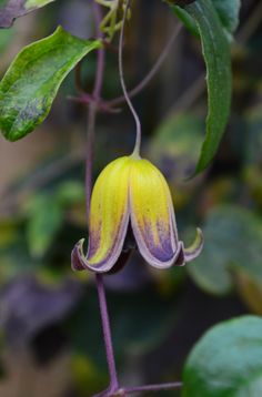 a close up of a flower on a plant