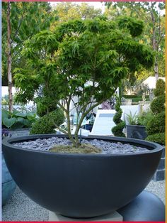 a bonsai tree in a large black pot on top of a rock garden table