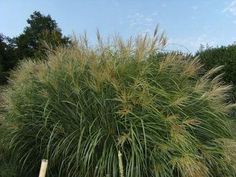 a tall grass bush with lots of green leaves