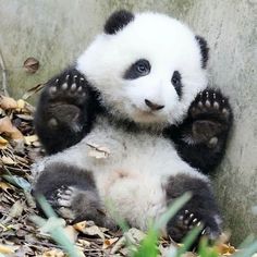 a panda bear sitting on the ground with its paws up