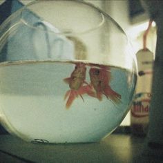 two goldfish in a bowl on a table