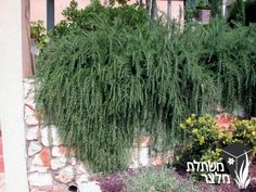 a large green plant growing on the side of a stone wall next to a building