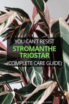 a plant with the words you can't rest stromanthe tirostar complete care guide