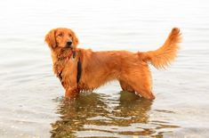 a golden retriever standing in the water