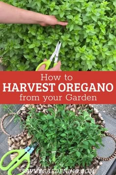 how to harvest an oregano plant from your garden with scissors and wire basket in the foreground