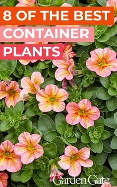 pink flowers with green leaves and the words 8 of the best container plants