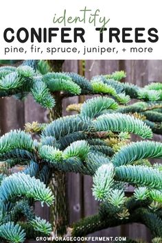 pine tree with text overlay that reads identify conifer trees pine, fir, spruce, jumper, and more