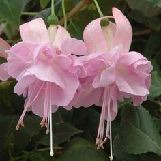 some pink flowers are blooming on the tree in the day time and it's hard to tell what color they are