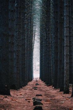 a path in the middle of a forest lined with trees