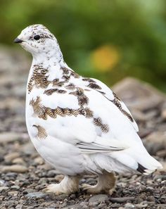 a white and brown bird standing on gravel