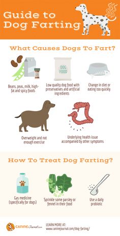 an info sheet with different types of dogs and how to use them in the house