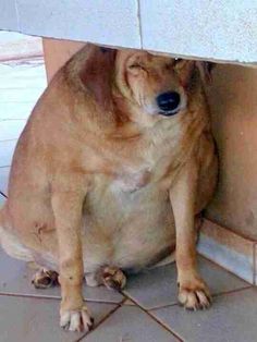 a brown dog sitting under a table on top of a tile floor next to a wall