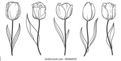 tulips in different stages of blooming, drawn by hand on a white background