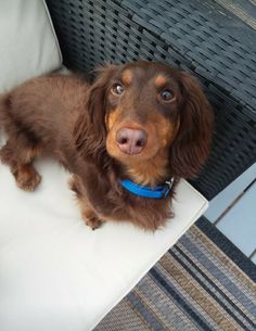 a brown dog sitting on top of a white chair