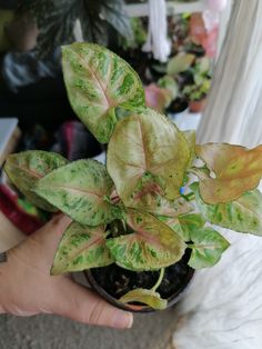 a person holding a potted plant with green and red leaves