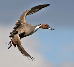 a duck is flying in the air with its wings spread out and it's head turned to the side