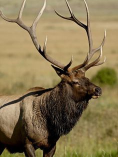 an elk with large antlers standing in the grass