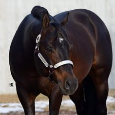 a brown horse standing in front of a white wall with snow on it's ground