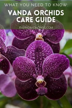 purple orchids with text overlay that says what you need to know vanda orchids care guide