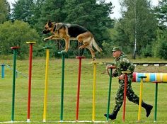 a man in uniform walking next to a dog jumping over obstacles