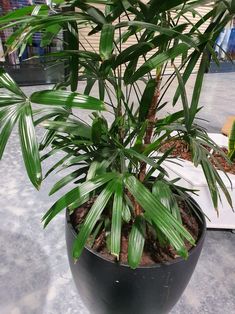 a potted plant sitting on top of a table