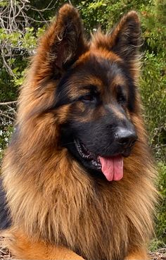 a large brown and black dog laying on the ground