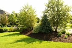 a green yard with trees and bushes in it