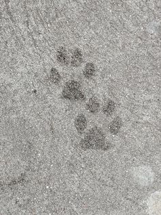 an animal's paw prints in the sand