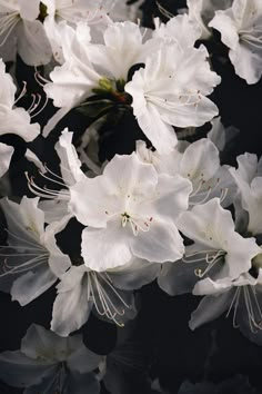 white flowers are blooming in the dark