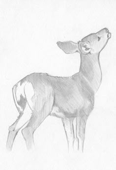 a pencil drawing of a deer standing in the snow