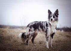 a black and white dog standing on top of a dry grass field