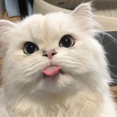 a close up of a white cat with its tongue sticking out and eyes wide open