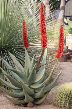 red flowers are growing in the sand next to a cactus plant and cacti