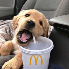 a dog sitting in the back seat of a car drinking out of a drink cup