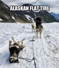 two dogs pulling a man on a sled in the snow with mountains in the background