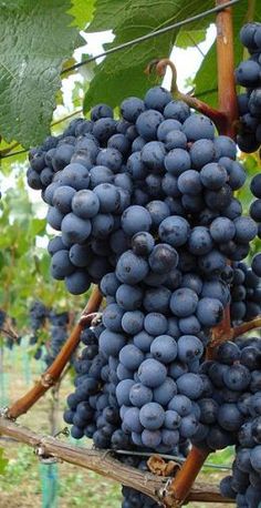 bunches of grapes hang from the vine in a vineyard