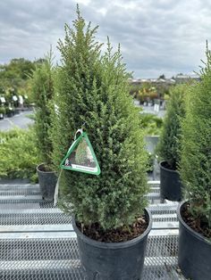 three potted trees with a triangle shaped sign hanging from the top one is green