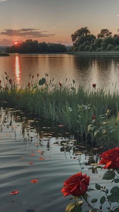 the sun is setting over a lake with red flowers in the foreground and green grass on the bank