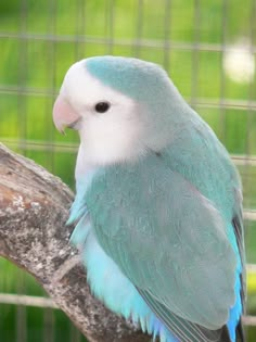 a blue and white bird sitting on top of a tree branch