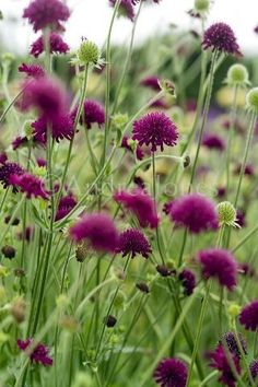 some purple flowers are growing in the grass