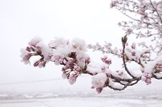 a tree branch with snow on it in front of a snowy sky and some buildings