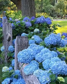 blue flowers are growing on the side of a wooden fence in front of a tree