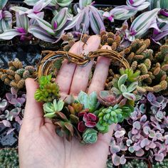 a person's hand holding some plants in front of other plants and flowers on the ground