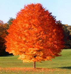 an orange tree stands in the middle of a grassy field with fall leaves on it