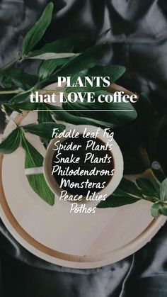 plants that love coffee on top of a wooden plate with text overlaying it